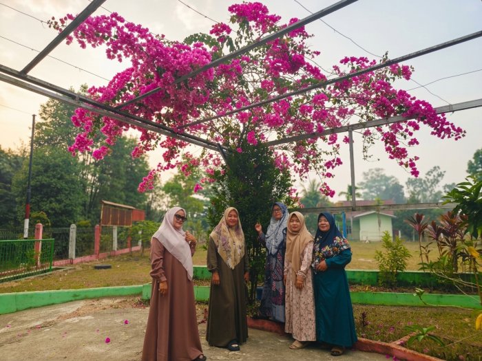 Meskipun Musim Kemarau, Bugenvil di Gerbang Utama Madrasah Tetap Bersemi Indah Meskipun Musim Kemarau, Bugenvil di Gerbang Utama Madrasah Tetap Bersemi Indah