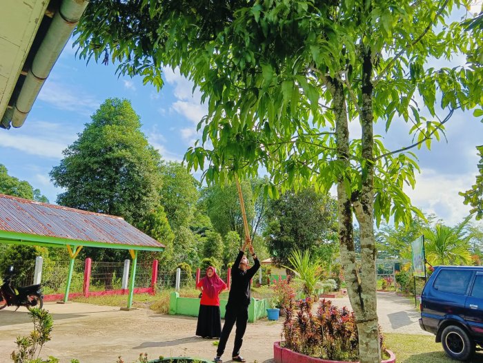 Saat Terik Menyapa, Mangga MTsN 4 Batang Hari Jadi Penyejuk Penghuni Madrasah