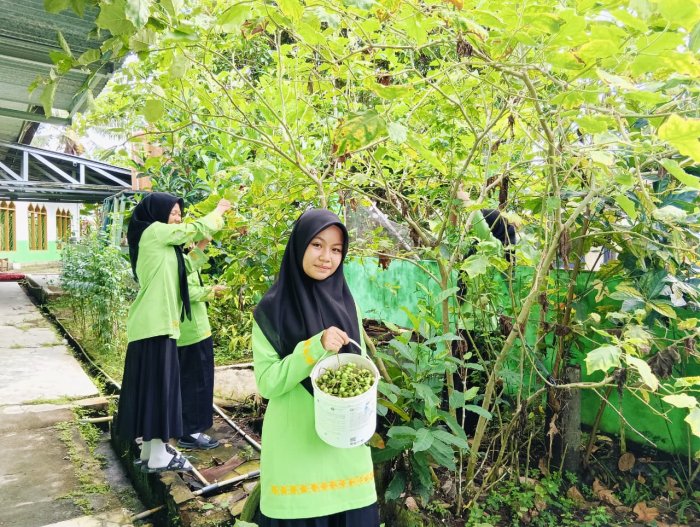 Serunya Istirahat di Kebun Madrasah: Siswi MTsN 4 Batang Hari Panen Terung Pipit