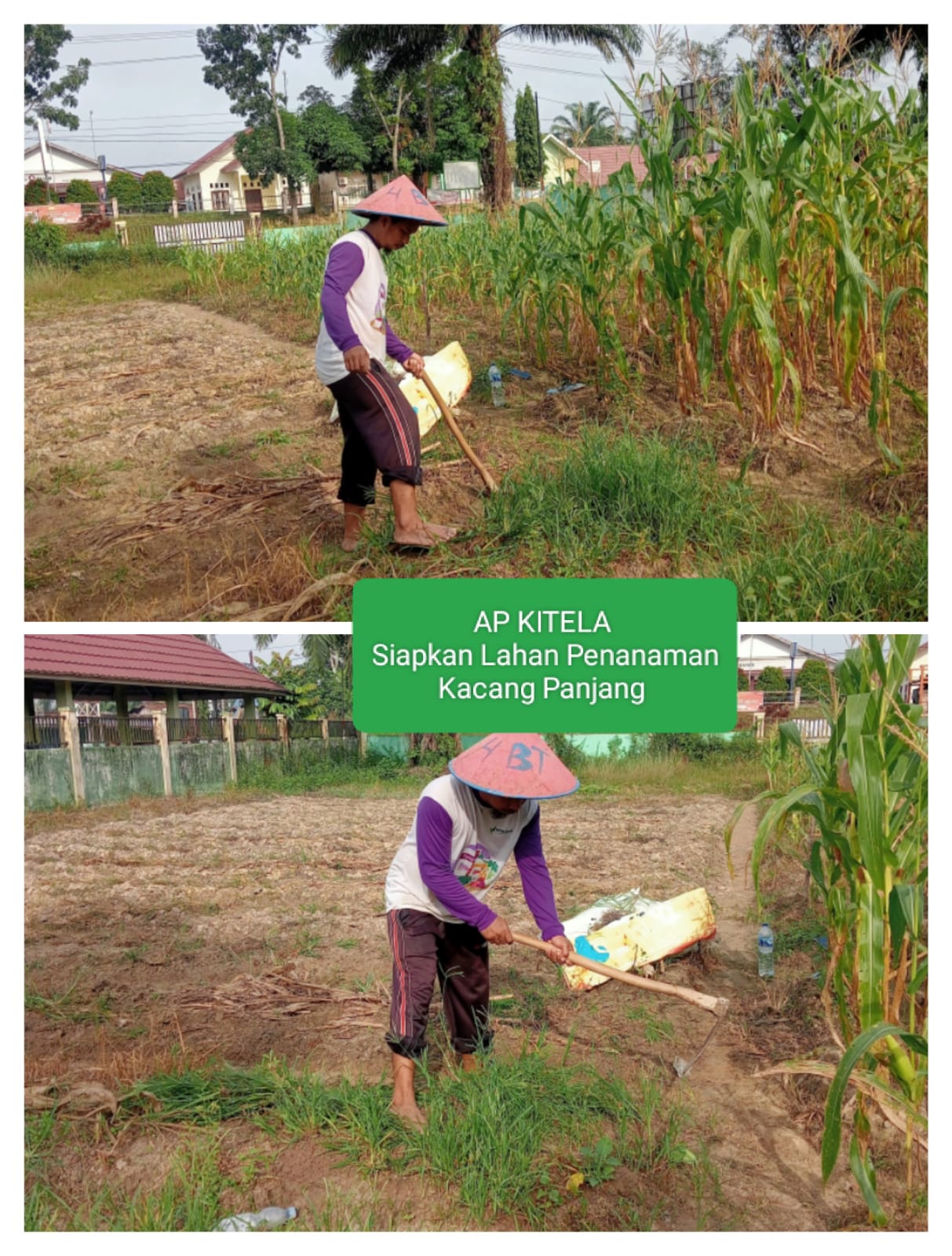 MTsN 4 Batanghari Persiapkan Lahan untuk Budidaya Kacang Panjang
