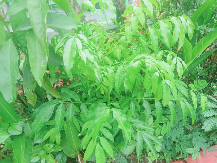 Tanaman Kedondong Tumbuh Subur di Taman Madrasah, Menjadi Daya Tarik Baru