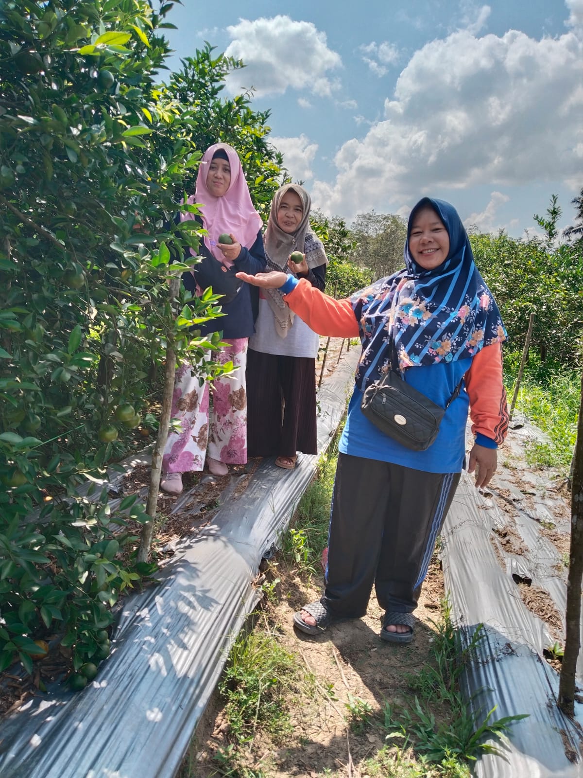 Kunjungan GTK MTsN 4 Batanghari ke Kebun Jeruk, Meningkatkan Pengetahuan dan Keterampilan.