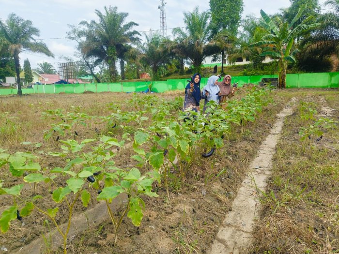 PANEN TERONG KE-3 DI LAHAN MTsN 4 BATANG HARI, SUKSES LANJUTKAN PROGRAM “KITELA” SETELAH PANEN JAGUNG