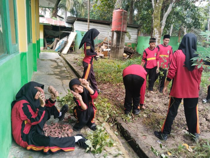 Siswa Kelas 7 MTsN 4 Batanghari Seru-Seruan Panen Ubi Rambat dari Program KITELA