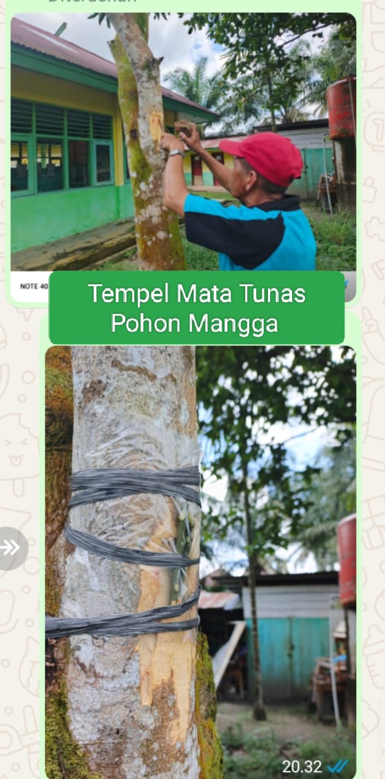 Guru MTsN 4 Batanghari Berinovasi, Perbanyak Tanaman Mangga Dengan Teknik Tempel Tunas. Guru MTsN 4 Batanghari Berinovasi, Perbanyak Tanaman Mangga Dengan Teknik Tempel Tunas.