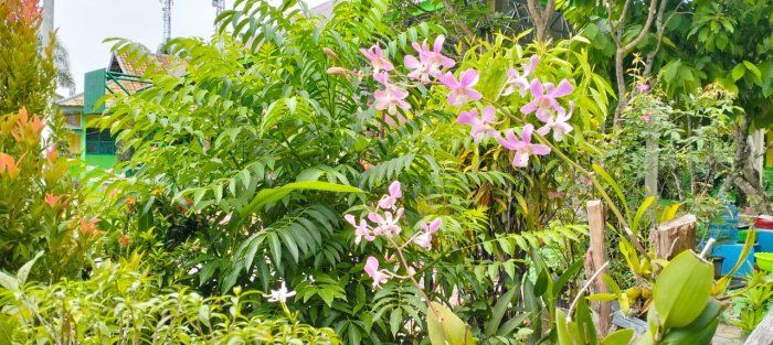 Sentuhan Alam di MTsN 4 Batanghari, Anggrek Mekar Perindah Lingkungan Madrasah