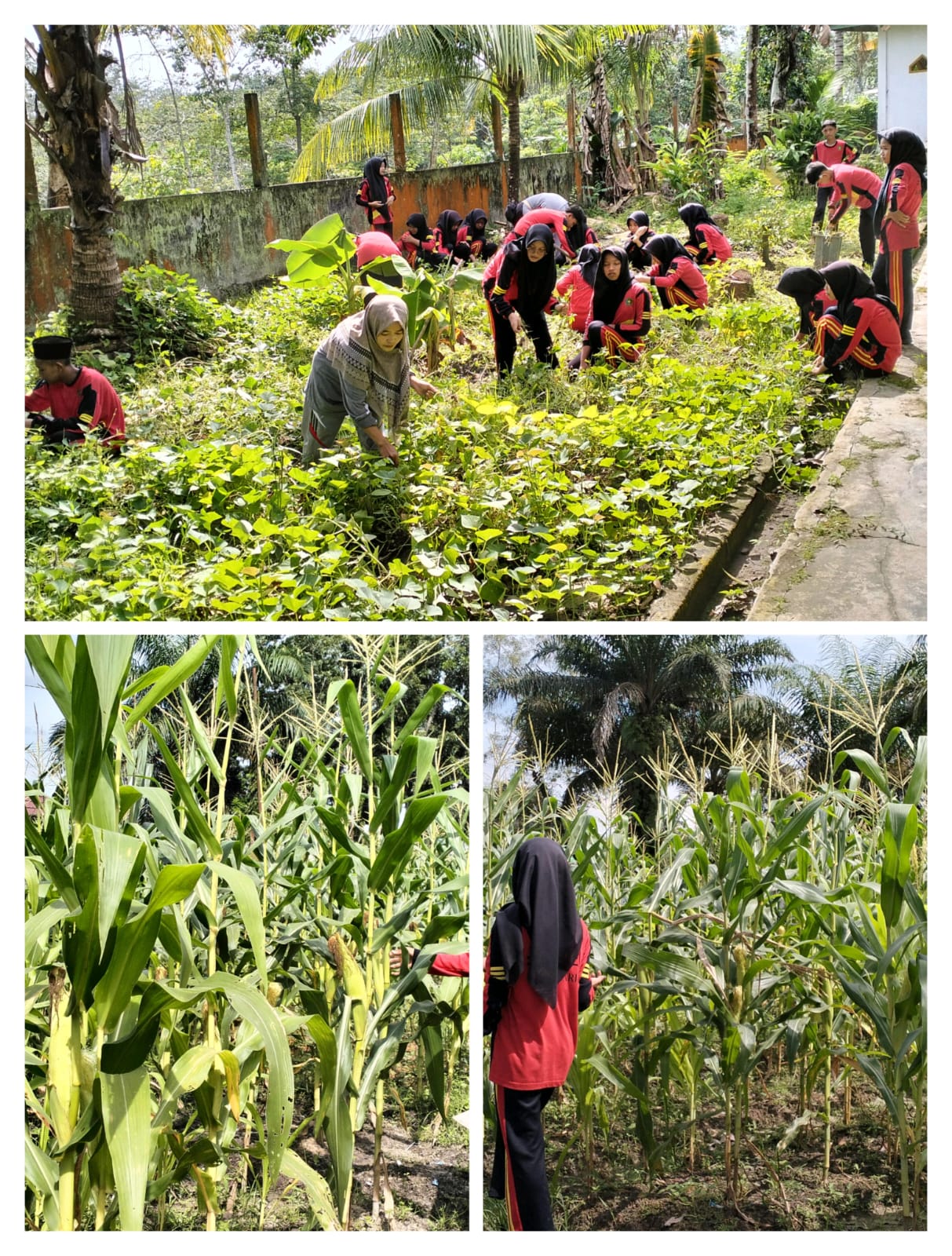 Pemeliharaan Lahan Ubi Jalar dan Jagung dalam Program Ekologi â€œKITELAâ€