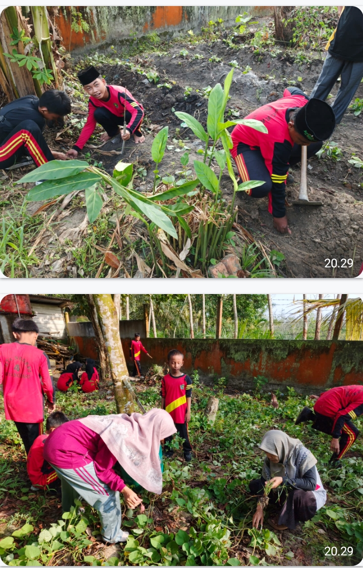 Kegiatan Membersihkan Tanaman Ubi Di Lahan Madrasah Kegiatan Membersihkan Tanaman Ubi Di Lahan Madrasah