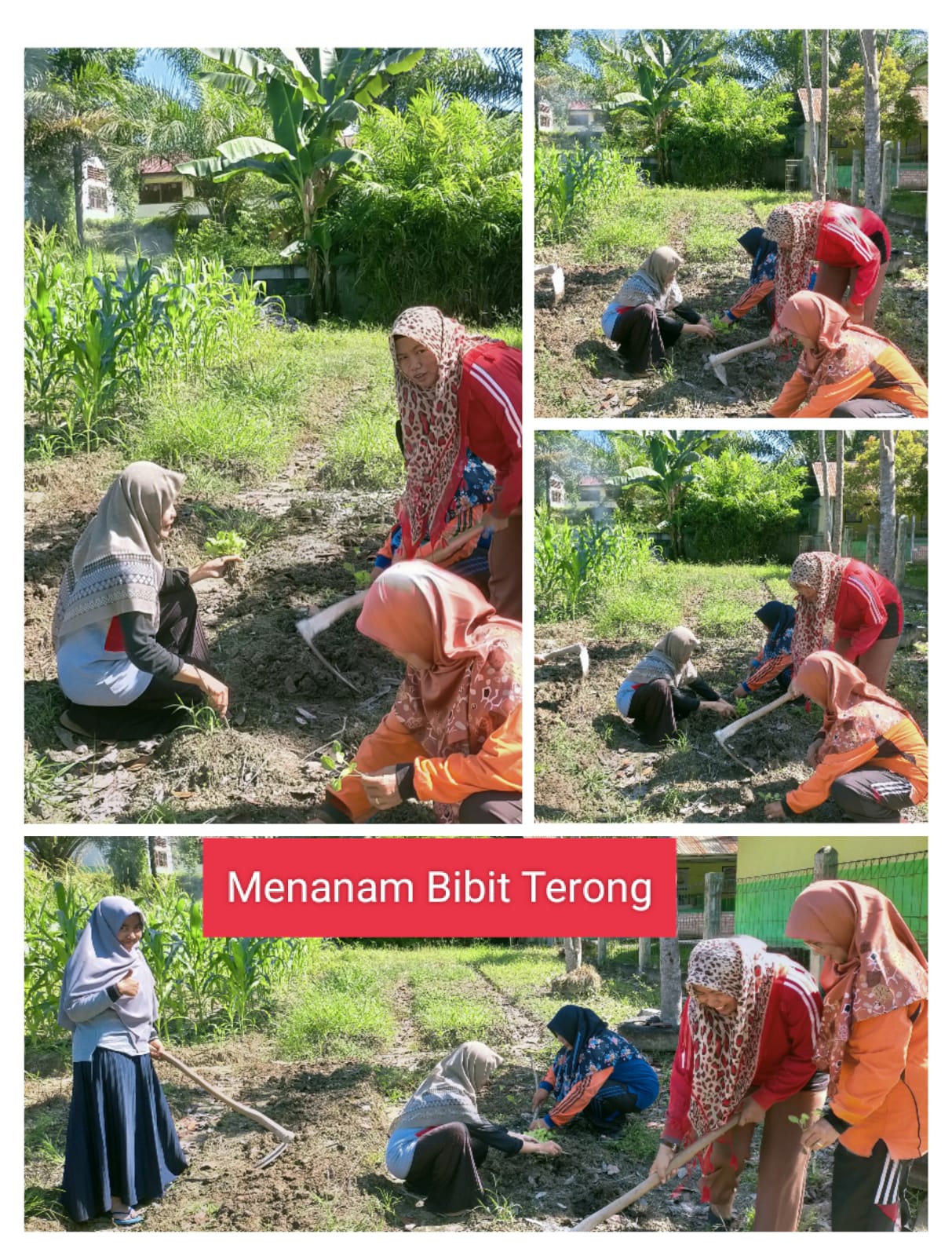 Pemindahan Bibit Terong ke Lahan MTsN 4 Batang Hari, Tim AP Kitela Lanjutkan Program Ketahanan Pangan Sekolah