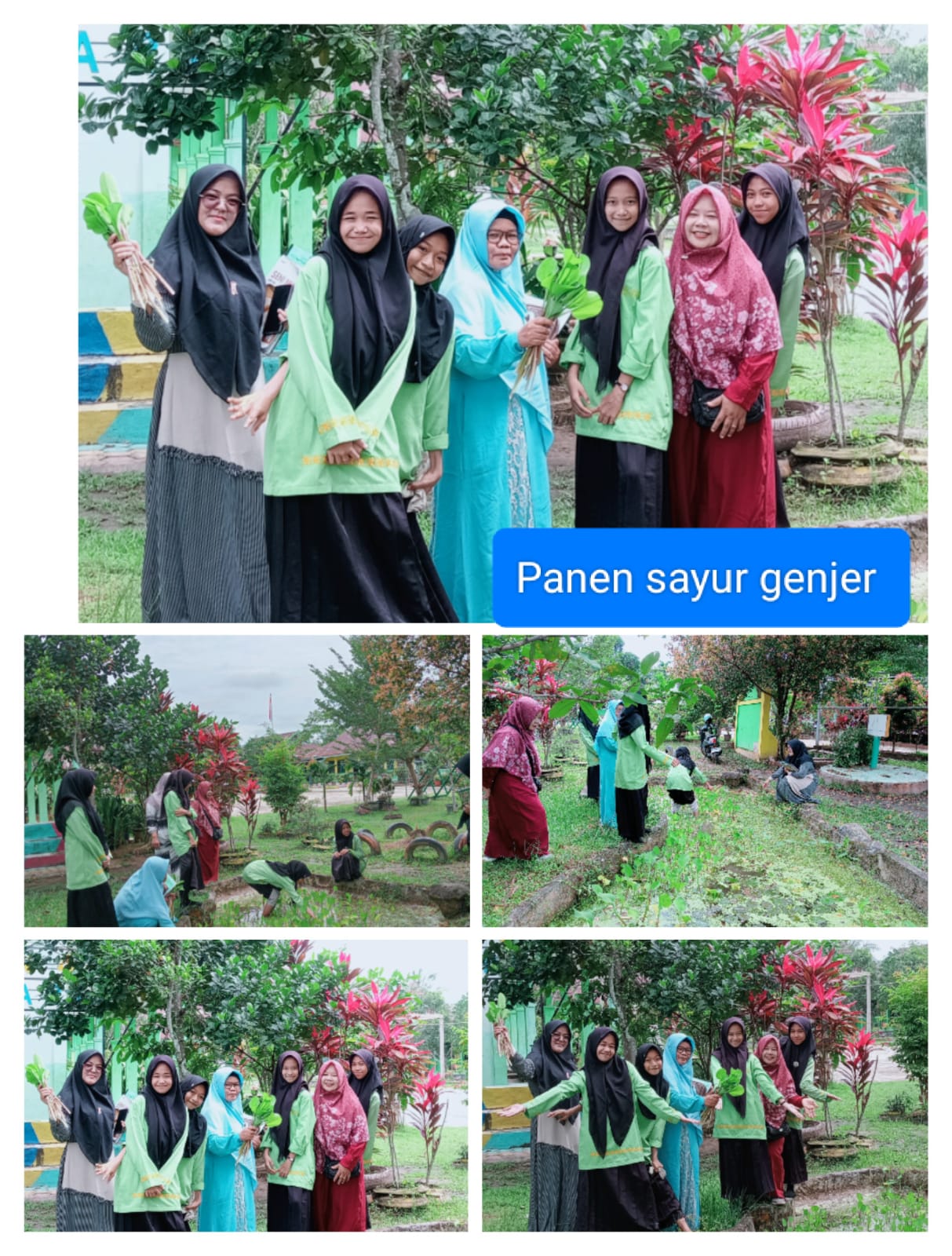 Keceriaan Siswi Kelas 8A Bersama Guru MTs N 4 Batanghari Saat Memanen Tanaman Genjer di Kolam Madrasah