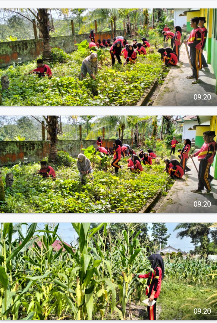 Pembersihan Lahan Madrasah 