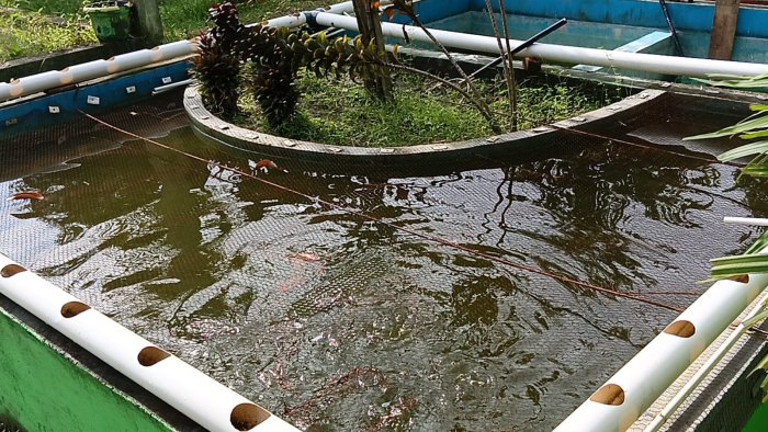 Saat Nila Tumbuh di Kolam Madrasah: Ketekunan Agung Prasetio Berbuah Hasil