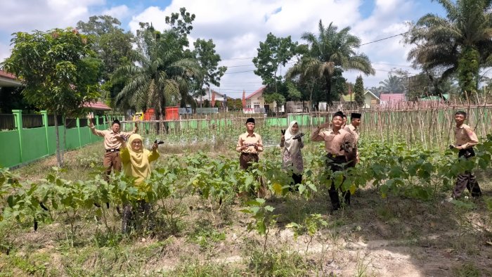 Lahan KITELA MTsN 4 Batang Hari Kembali Panen Terong, Bukti Konsistensi dalam Pertanian Madrasah