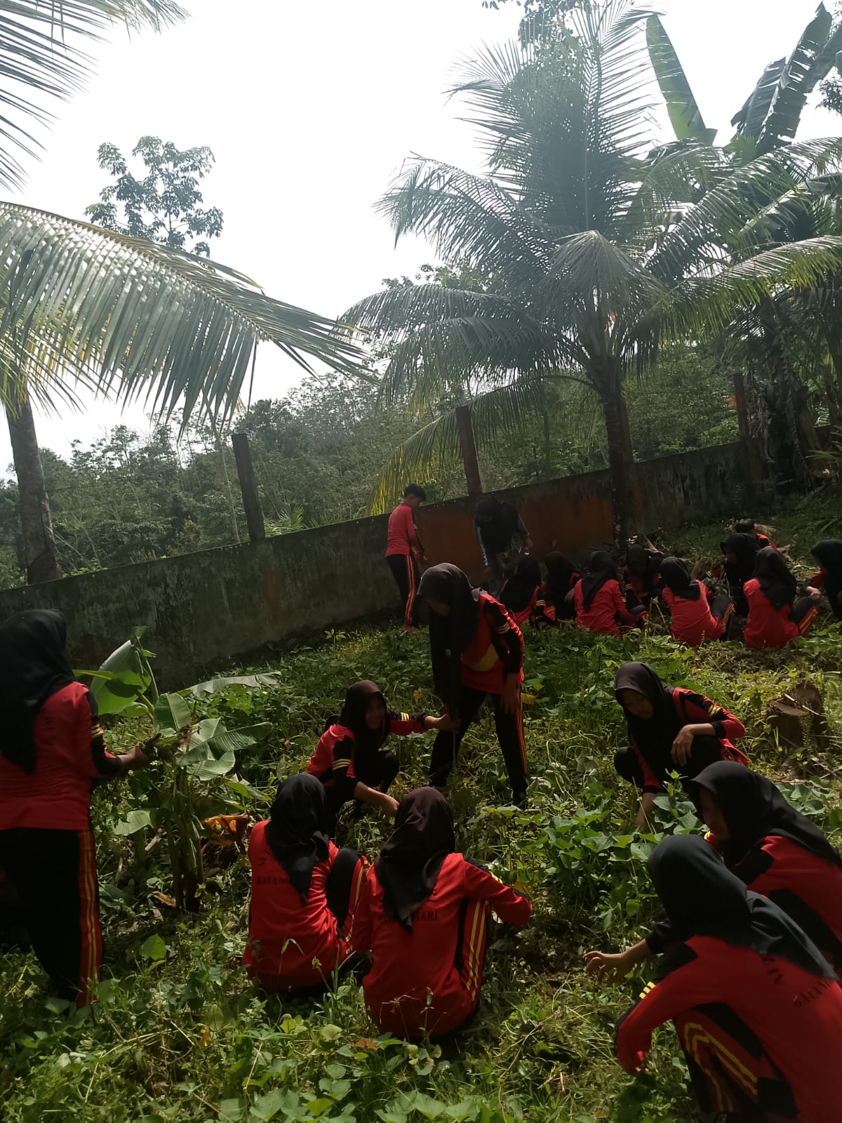 Gotong Royong Berbuah Manis: Siswa MTsN 4 Batanghari Bersihkan Kebun Ubi  