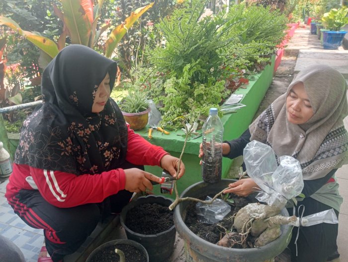 Galakkan Budidaya Adenium Obesum sebagai Upaya Edukasi dan Pelestarian Lingkungan