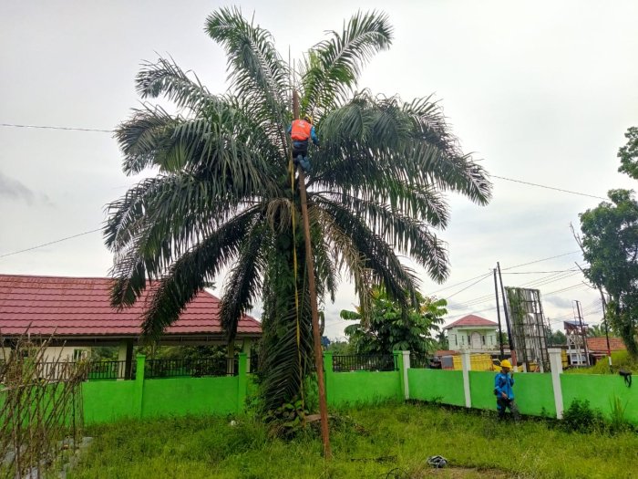 Listrik Padam Sejak Semalam, Petugas PLN Gerak Cepat Perbaiki Kabel Putus di MTsN 4 Batang Hari
