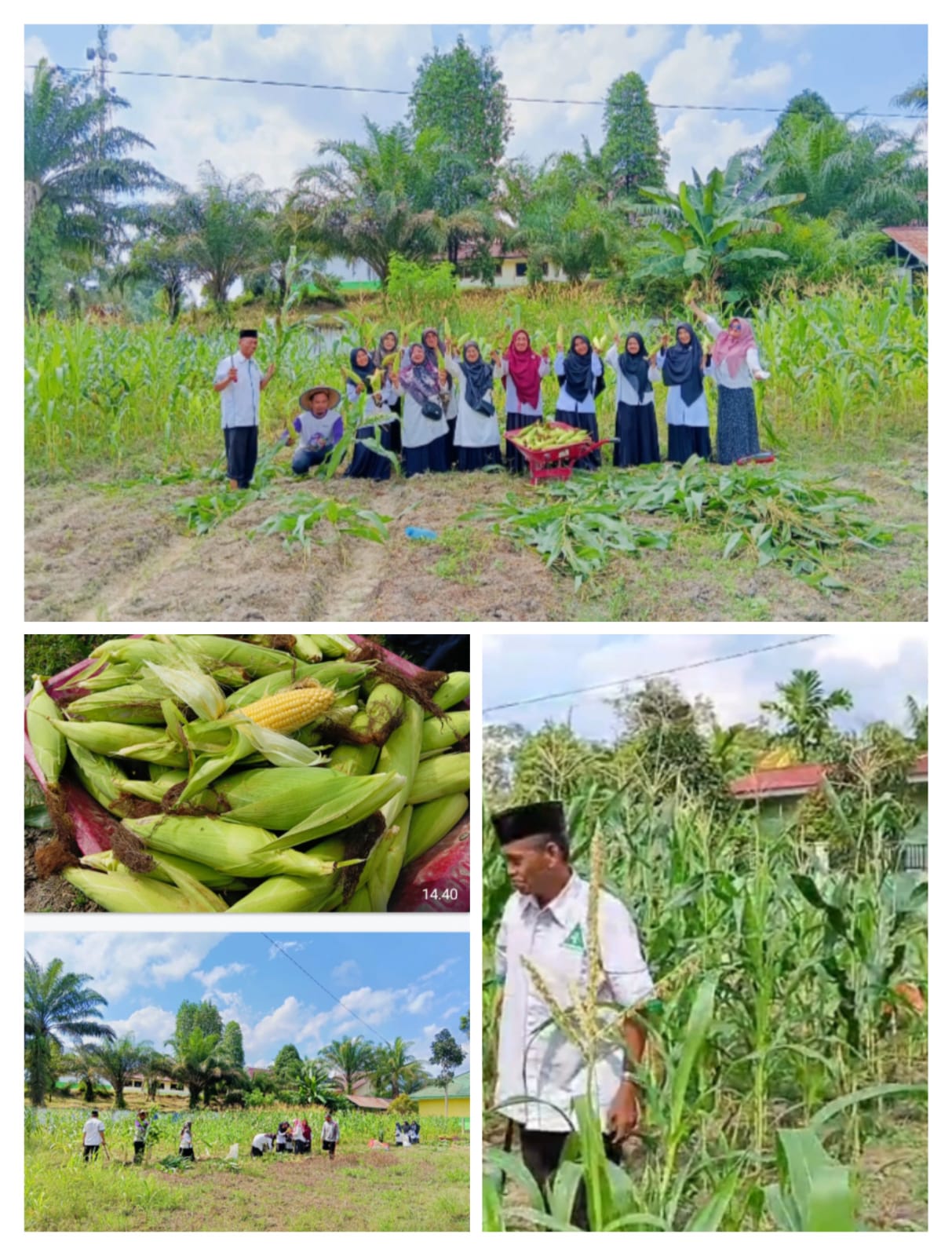 Panen Jagung Sukses, Hasilkan 70 Kg di Lahan Tidur