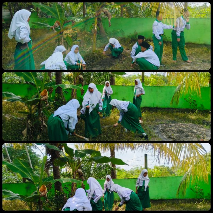 Belajar Sambil Berkarya, Pemanfaatan Lahan Kosong di MTsN 4 Batang Hari