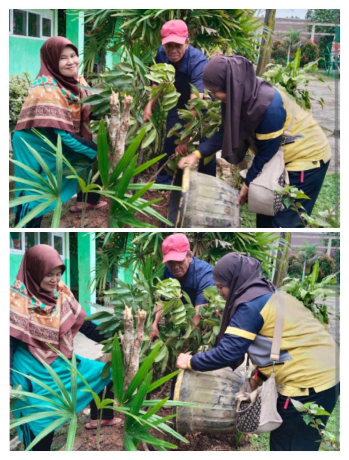Guru Senior MTsN 4 Batanghari Tanam Bibit Kelengkeng, Wujudkan Ekologi Madrasah yang Hijau Guru Senior MTsN 4 Batanghari Tanam Bibit Kelengkeng, Wujudkan Ekologi Madrasah yang Hijau