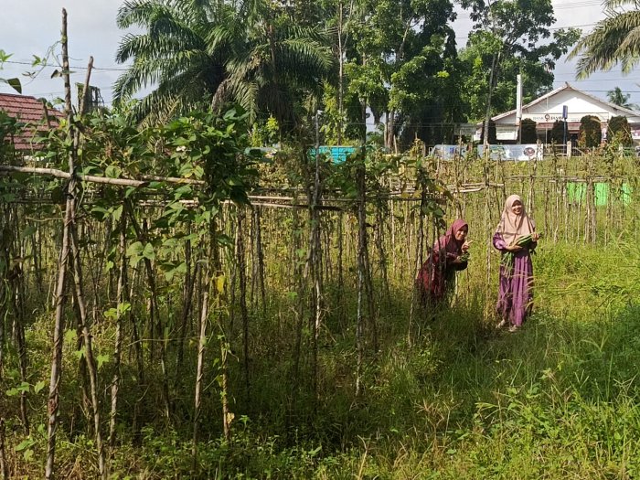 Panen Penuh Semangat di Hari Jumat: Ibu Lusi dan Ibu Iqom Manfaatkan Waktu Luang dengan Memetik Kacang Panjang