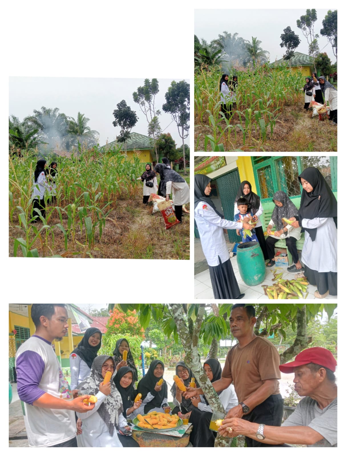 Panen Jagung Tahap Ke Empat,Wujudkan Pendidikan Berbasis Praktik.