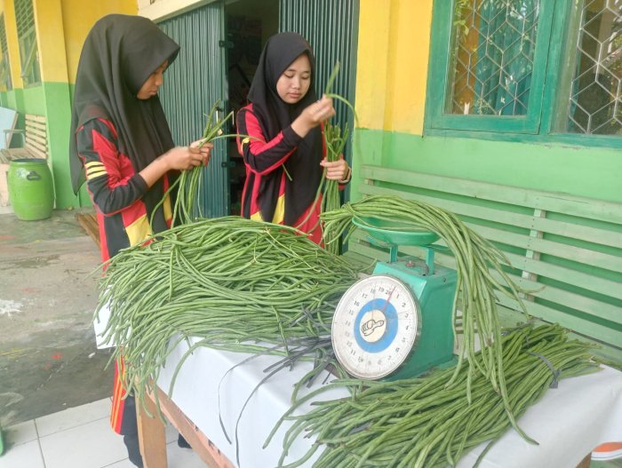 Dua Siswi  Antusias Menimbang Hasil Panen Kacang Panjang AP KITELA