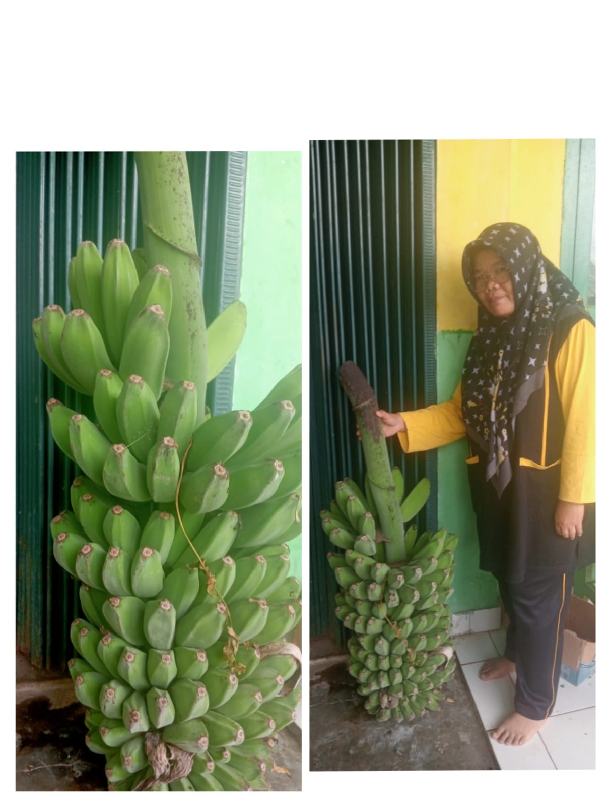 MTsN 4 Batanghari Panen Pisang Kepok, Wujud Praktik Tepat Guna AP KITELA. MTsN 4 Batanghari Panen Pisang Kepok, Wujud Praktik Tepat Guna AP KITELA.