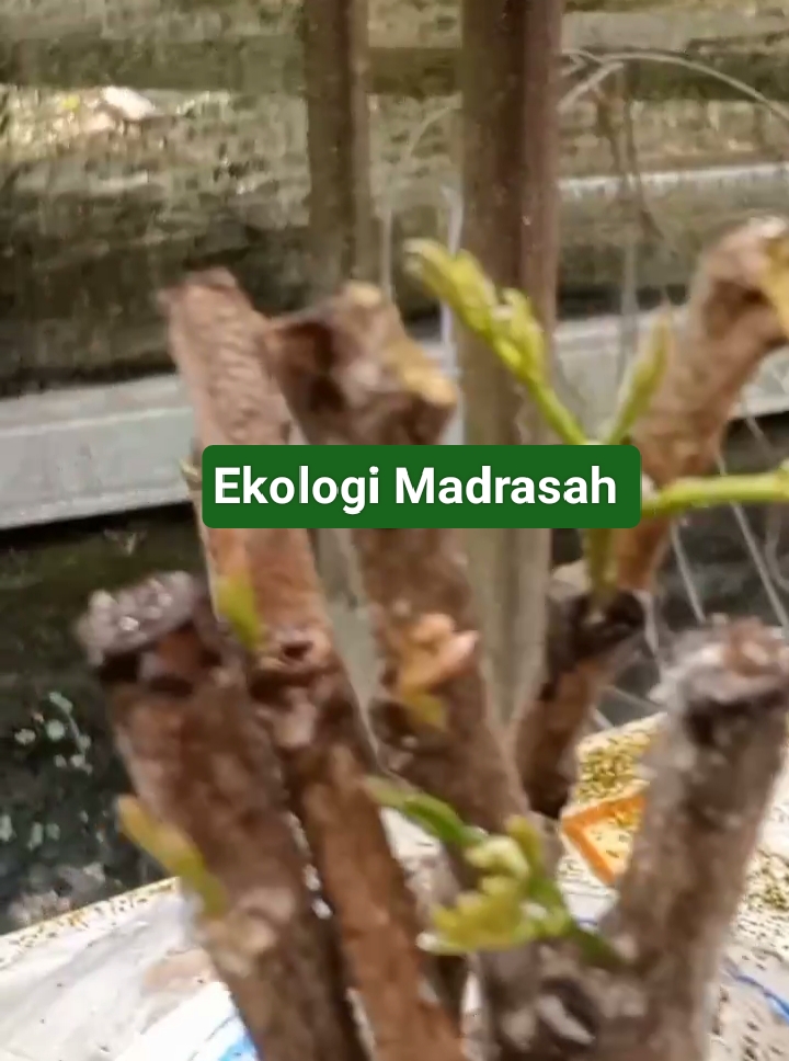 Aksi Ekologi Madrasah melalui Praktik Baik  