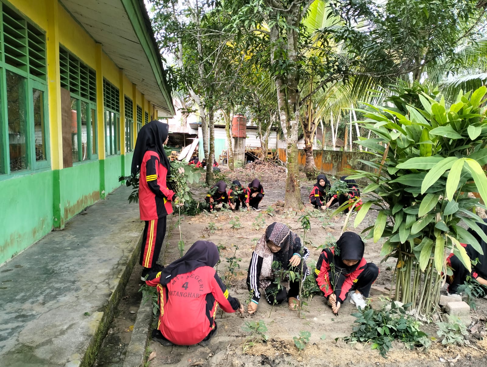 GOTONG ROYONG MENANAM UBI RAMBAT
