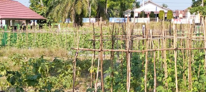 Hijau Merambat, Semangat Menanjak: Kacang Panjang Subur di Lahan Kitela MTsN 4 Batang Hari