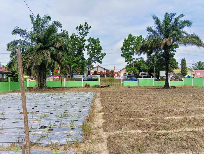 Kacang Panjang, Langkah Panjang: AP Kitela Hijaukan MTsN 4 Batang Hari Kacang Panjang, Langkah Panjang: AP Kitela Hijaukan MTsN 4 Batang Hari