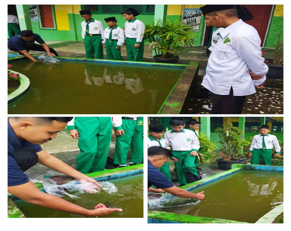 PELEPASAN BIBIT IKAN GURAMI DI KOLAM MTSN 4 BATANG HARI