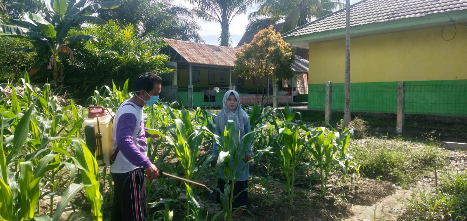 Sukseskan Program KITELA Agen Perubahan MTsN 4 Batanghari Semprot Insektisida Tanaman Jagung 