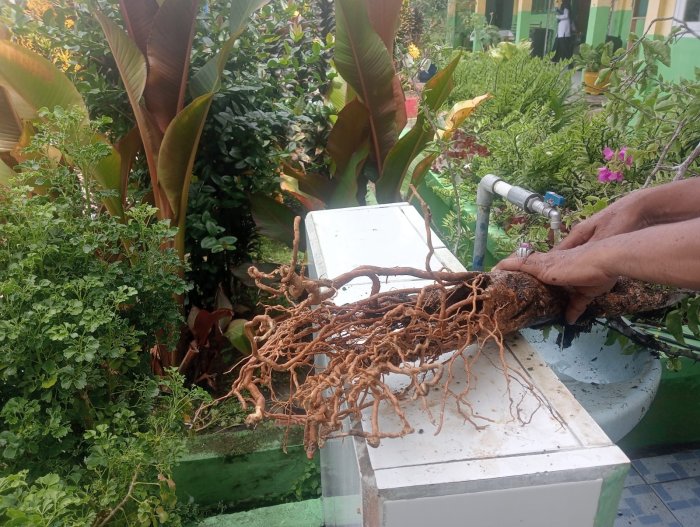 Galakkan Budidaya Tanaman Bougenvil untuk Penghijauan dan Keindahan Taman Madrasah