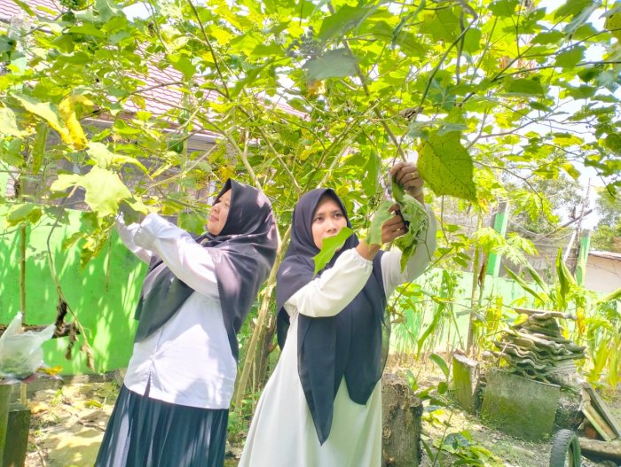 Dari Pekarangan Jadi Hidangan: Keceriaan Guru MTsN 4 Batang Hari Panen Terung Pipit