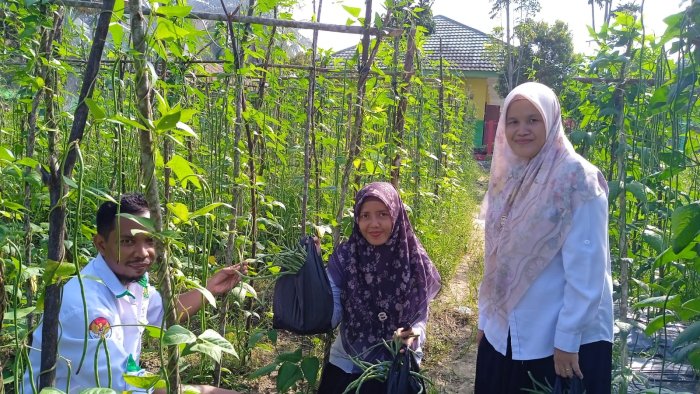 Panen Melimpah Kacang Panjang MTsN 4 Batang Hari Diserbu Ibu-Ibu KUA Bajubang Panen Melimpah Kacang Panjang MTsN 4 Batang Hari Diserbu Ibu-Ibu KUA Bajubang