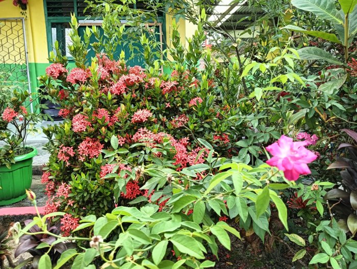 Hujan Membawa Berkah, Bunga Mekar Tanda Syukur di MTsN 4 Batang Hari Hujan Membawa Berkah, Bunga Mekar Tanda Syukur di MTsN 4 Batang Hari