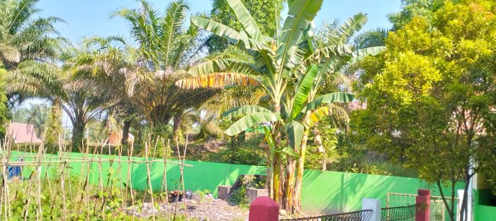 Pisang Punya Cerita: Jejak Hijau di lahan Kitela MTsN 4 Batang Hari Pisang Punya Cerita: Jejak Hijau di lahan Kitela MTsN 4 Batang Hari