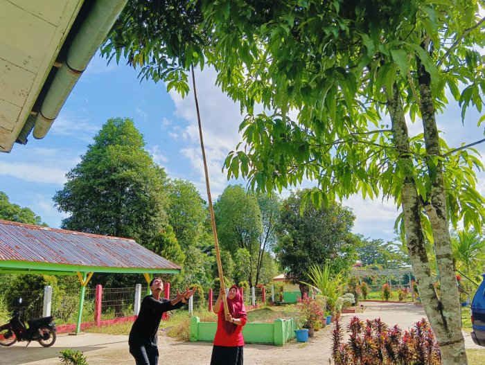 Sinergi Harmonis: Pak Agung dan Ibu Hartatik Kompak Panen Mangga di Madrasah