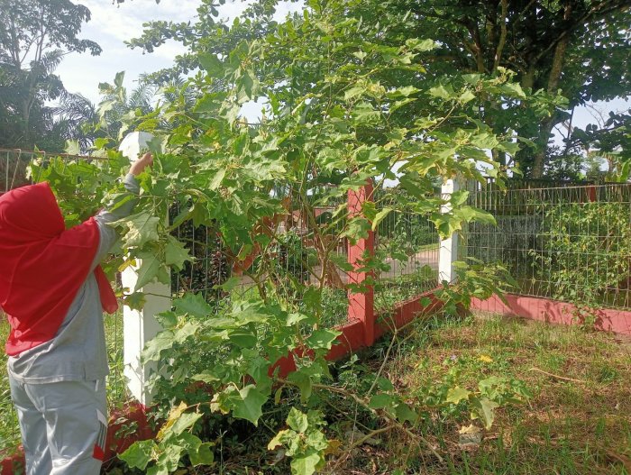 Tanaman Terong Pipit Tumbuh Subur di Pojok Pagar MTsN 4 Batanghari Tanaman Terong Pipit Tumbuh Subur di Pojok Pagar MTsN 4 Batanghari