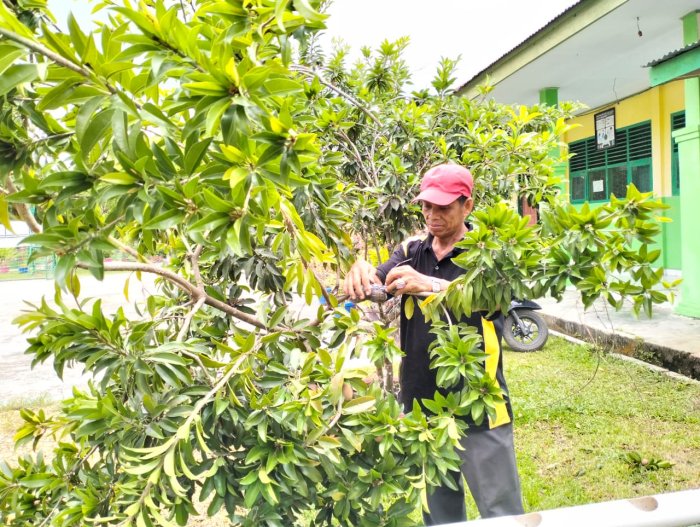 Menjelang Purna Tugas, Pak Bukhori Lakukan Budidaya Buah Sawo di MTsN 4 Batanghari