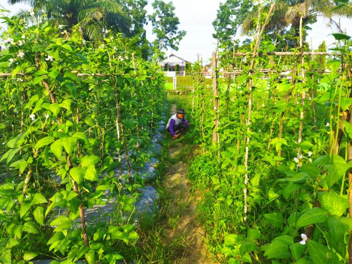 Tanaman Unik Ini Tetap Disebut Kacang Panjang Meski Sudah Dipotong
