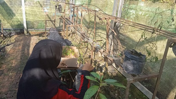 Siswa Kelas 7B MTsN 4 Batang Hari Semangat Merawat Tanaman Cabai dalam Tugas Prakarya