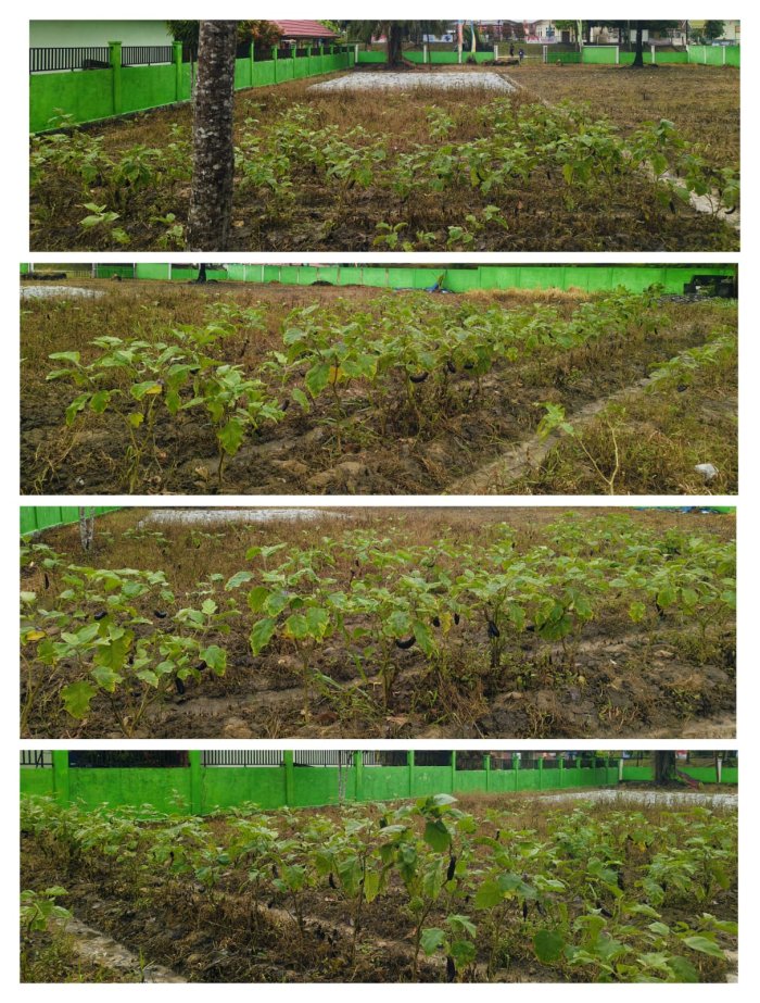 Program KITELA Menjelang Panen Terong