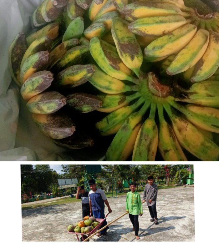 Panen Kelapa Muda dan Pisang Kepok untuk Persiapan Buka Bersama dan Pembagian Takjil