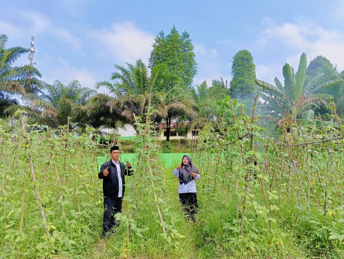 Semangat Tak Surut, Lahan Kitela MTsN 4 Batang Hari Tutup Musim Panen dengan Hasil Membanggakan