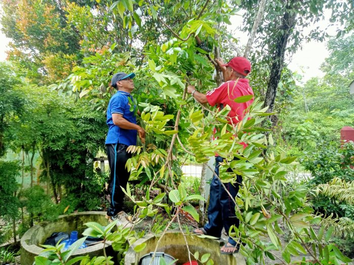 GTK MTsN 4 Batanghari Galakkan Budidaya Kelengkeng di Lingkungan Madrasah GTK MTsN 4 Batanghari Galakkan Budidaya Kelengkeng di Lingkungan Madrasah