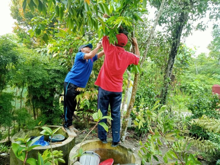 Role Model Literasi Ekologi, MTsN 4 Batang Hari Budidaya kelengkeng