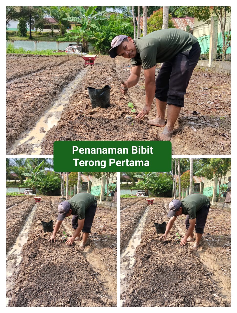 Penanaman Bibit Terong Pertama di Lahan TIDUR 