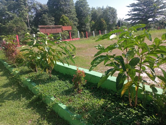 Tanaman Mengkudu Tumbuh Subur di Taman Madrasah memberikan Manfaat Kesehatan